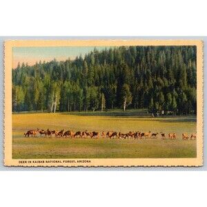 Postcard Arizona Deer in Kaibab National Forest Linen c1940s North Rim AZ VTG